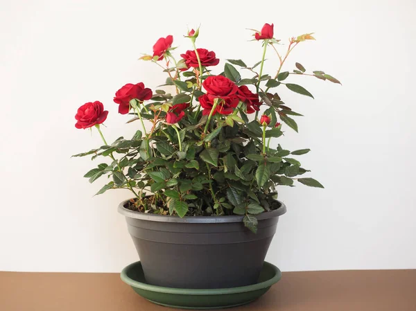 red roses plant in a black pot