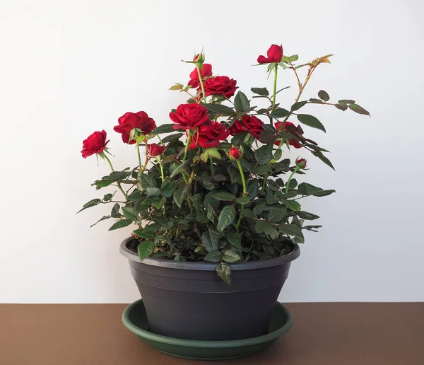 Rosas Vermelhas Planta Pote Preto — Fotografia de Stock