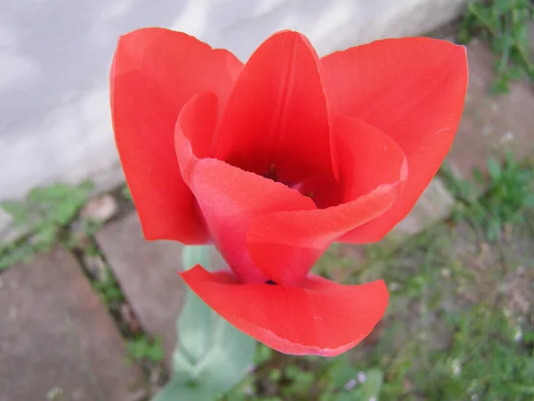 Tulipán Flor Roja Nombre Científico Tulipa Gesneriana — Foto de Stock