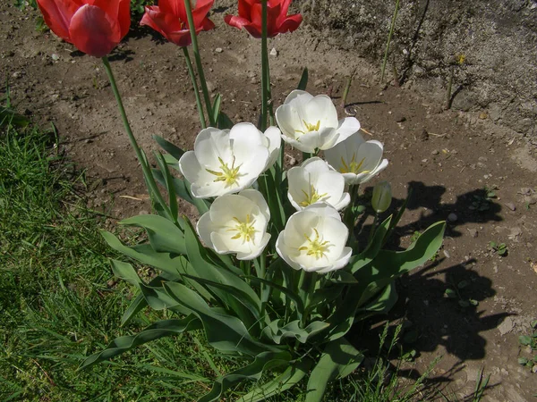 Белый Цветок Тюльпана Научное Название Tulipa Gesneriana — стоковое фото