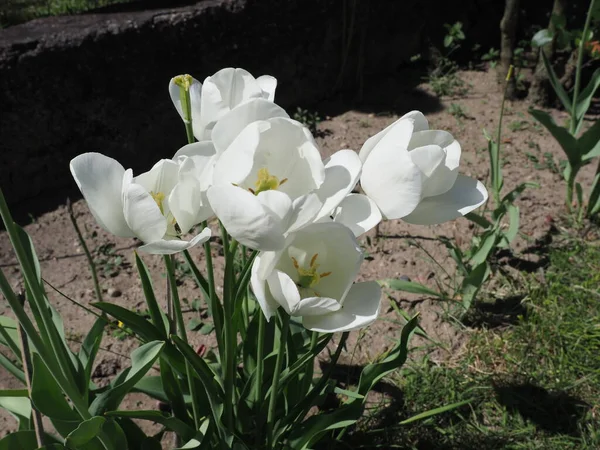 Белый Цветок Тюльпана Научное Название Tulipa Gesneriana — стоковое фото