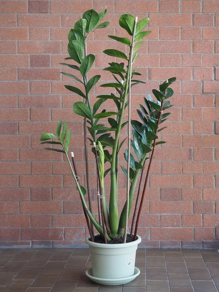 Zamia Επιστημονική Ονομασία Zamia Furfurfuracea Φυτό Πάνω Από Κόκκινο Τούβλο — Φωτογραφία Αρχείου