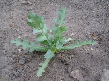 Cardoon namı diğer enginar devedikeni bilimsel adı Cynara cardunculus