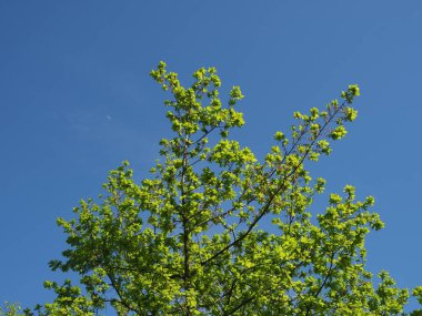 meşe ağacı bilimsel adı Quercus robur ağacı mavi gökyüzünün üstünde