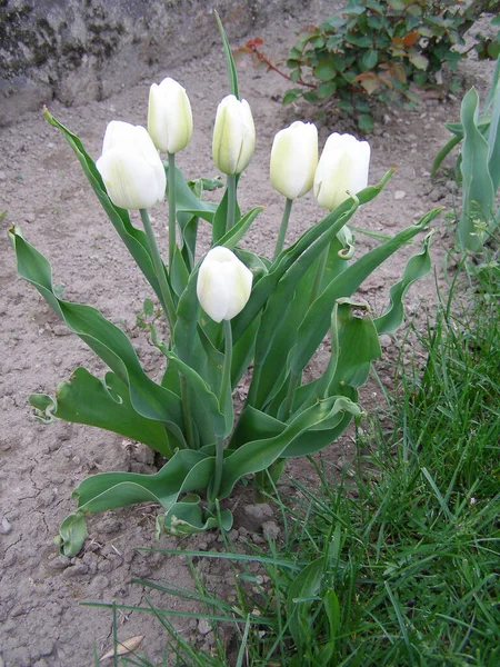 Tulpe Weiße Blume Wissenschaftlicher Name Tulipa Gesneriana — Stockfoto