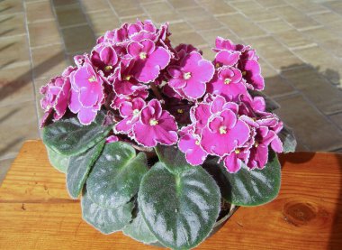 Aziz Paulia namı diğer Afrika menekşesi pembe çiçek bilimsel adı Streptocarpus Saintpaulia