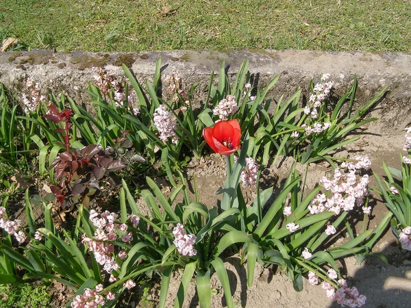 Tulipán Flor Roja Nombre Científico Tulipa Gesneriana — Foto de Stock