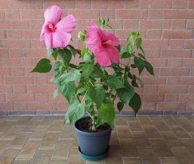 hibiscus moscheutos namı diğer gül rengi pembe çiçek.