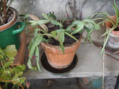 Noel kaktüsü namı diğer tatil kaktüsü bilimsel adı Schlumbergera