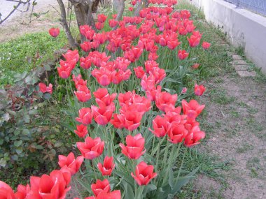 lale kırmızısı çiçek bilimsel adı Tulipa x gesneriana