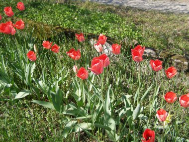 lale kırmızısı çiçek bilimsel adı Tulipa x gesneriana