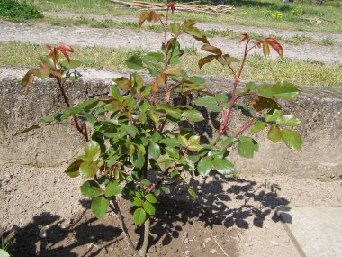 gül çok yıllık çalılık bitkisi bilimsel adı Rosa