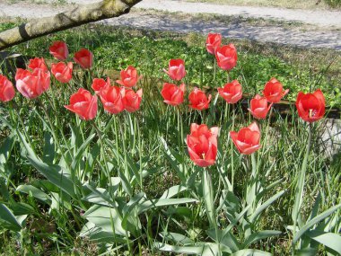 lale kırmızısı çiçek bilimsel adı Tulipa x gesneriana