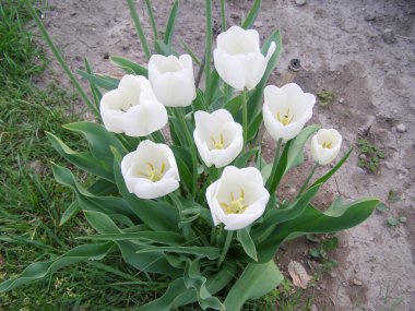 Lale beyazı çiçek bilimsel adı Tulipa x gesneriana