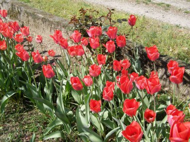 lale kırmızısı çiçek bilimsel adı Tulipa x gesneriana