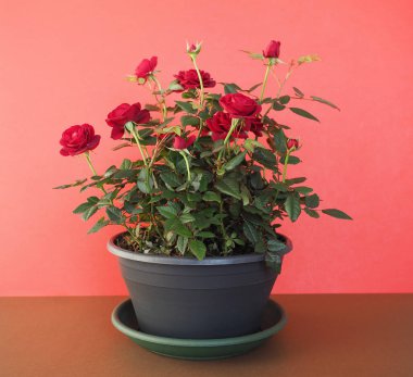 Kırmızı güller siyah bir saksıda.