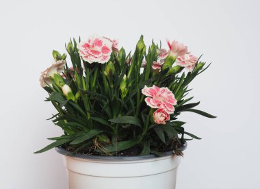 Kartaca pembesi (bilimsel adı Dianthus carthusianorum) bitki