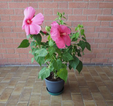hibiscus moscheutos namı diğer gül rengi pembe çiçek.