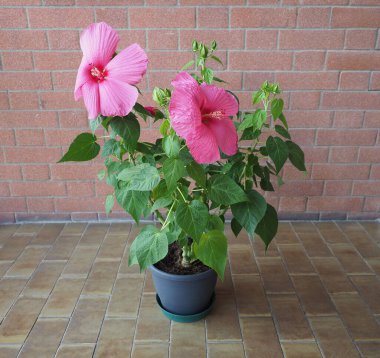 hibiscus moscheutos aka rose mallow pink flower clipart