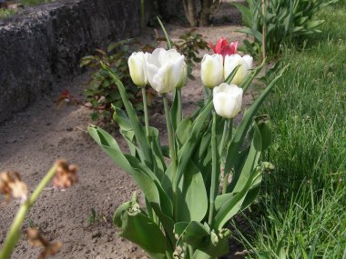 Lale beyazı çiçek bilimsel adı Tulipa x gesneriana