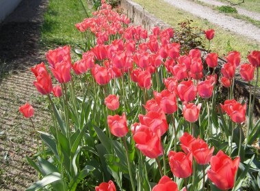 lale kırmızısı çiçek bilimsel adı Tulipa x gesneriana