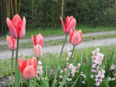 lale kırmızısı çiçek bilimsel adı Tulipa x gesneriana