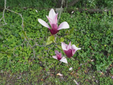 Sweetbay ağacı bilimsel adı Magnolia virginiana