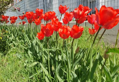 lale kırmızısı çiçek bilimsel adı Tulipa x gesneriana