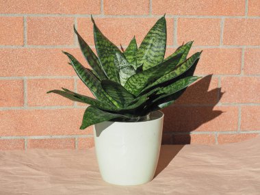 Sansevieria namı diğer kayınvalide ev bitkisi bilimsel adı Dracaena trifasciata