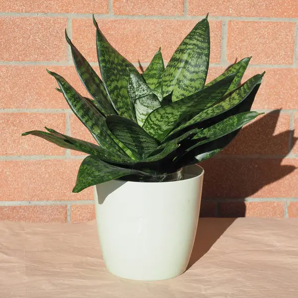 Sansevieria namı diğer kayınvalide ev bitkisi bilimsel adı Dracaena trifasciata