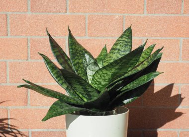 Sansevieria namı diğer kayınvalide ev bitkisi bilimsel adı Dracaena trifasciata