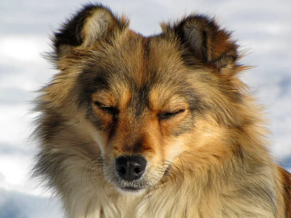 red dog sitting with closed eyes                               