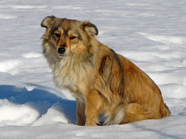       red dog with long hair, sitting on the snow                         