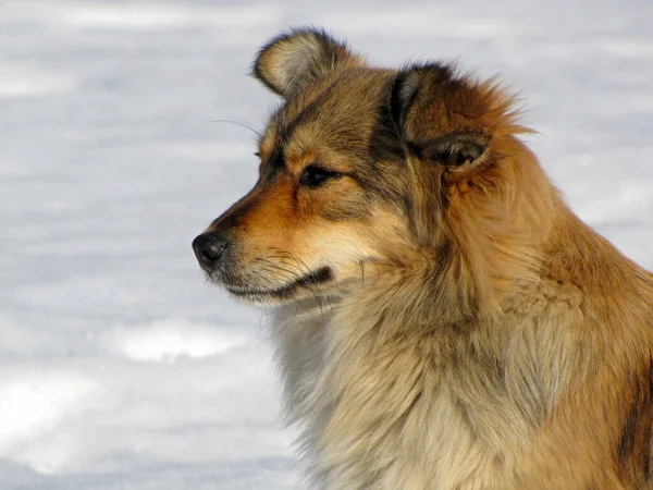      red dog with long hair, sitting on the snow                    