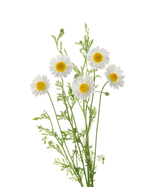 Chamomiles Daisy Flower Isolated White Background Shadow Clipping Path — Stock Photo, Image