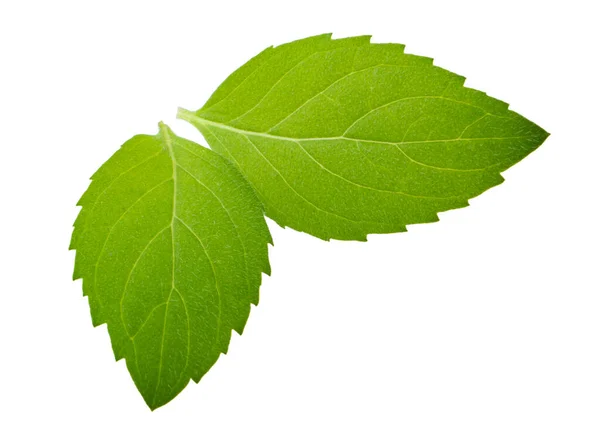 Mint Leaves Isolated Shadow — Stock Photo, Image