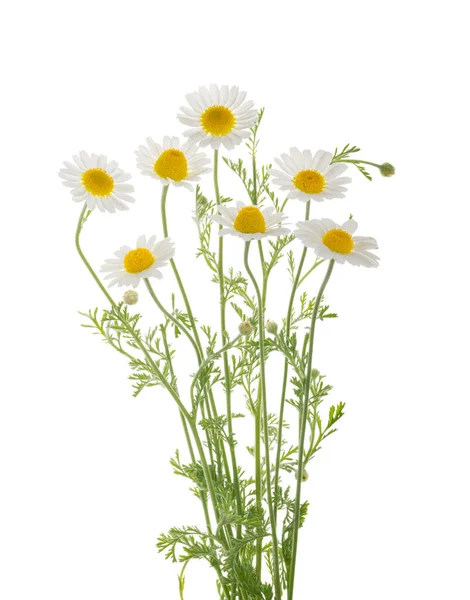 Chamomiles Fleur Marguerite Isolée Sur Fond Blanc Sans Ombre Avec Photo De Stock