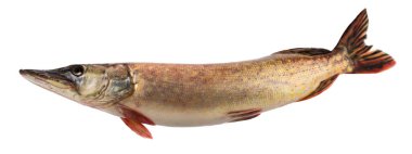 Fish pike isolated on white background withot shadow clipping path