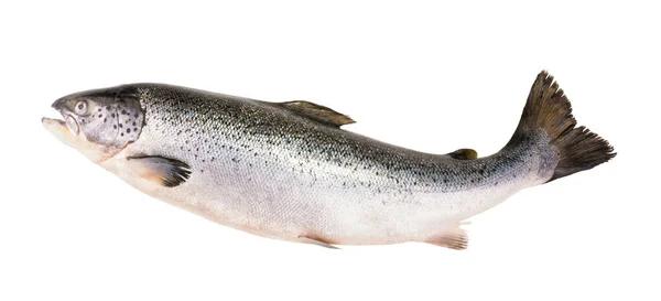 Lososová Ryba Izolovaná Bílém Bez Stínu Oříznutou Dráhou — Stock fotografie