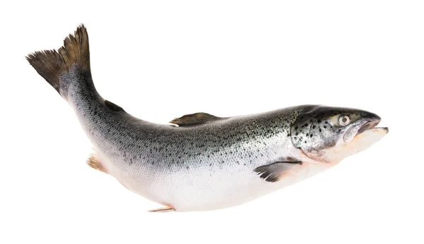 Zalmvissen Geïsoleerd Wit Zonder Schaduw Met Knippad — Stockfoto