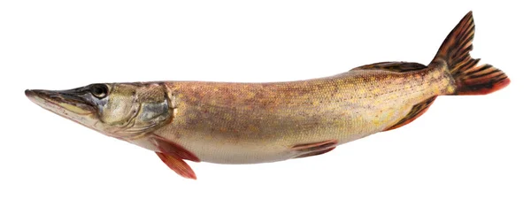 Balık Turna Balığı Beyaz Arka Planda Izole Edilmiş Gölge Kırpma — Stok fotoğraf