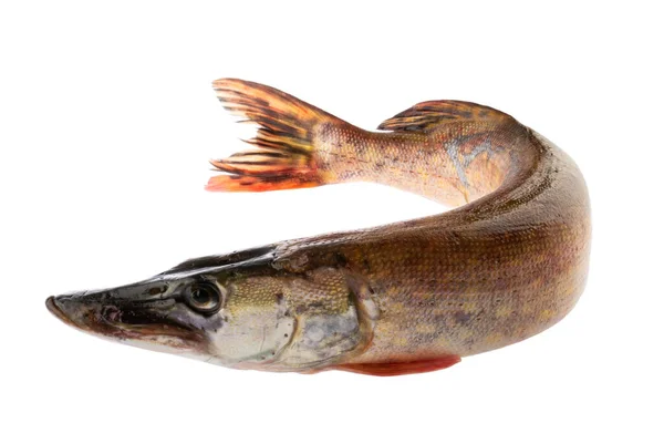 Fisk Gädda Isolerad Vit Bakgrund Utan Skugga Klippning Väg — Stockfoto