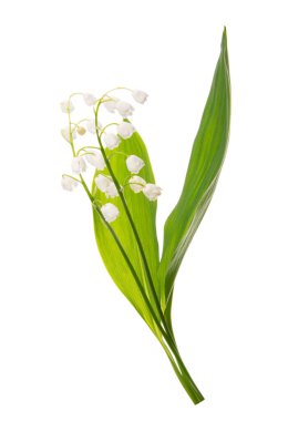 Mayıs çiçekleri. Vadi çiçekleri buketi beyaz arka planda kırpma yolu ile