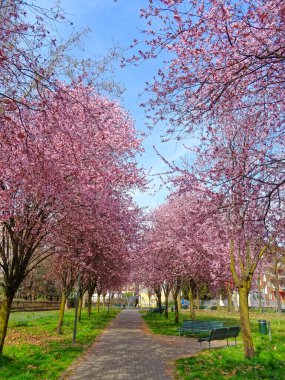 İlkbaharda güzel kiraz bahçesi