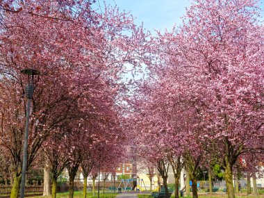 Parktaki bahar ağacı