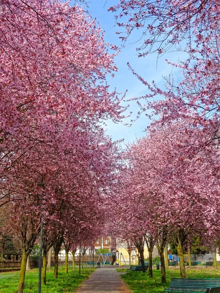 Sakura Blossom Cherry Blossoms Spring Tree Background — Stock Photo, Image