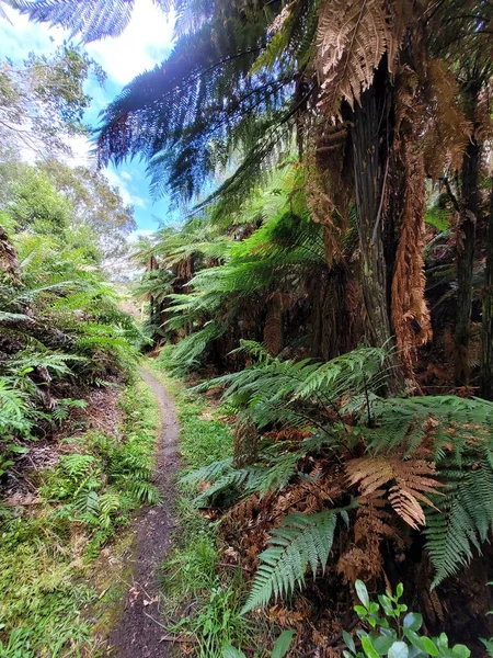 Te Ara Ahi Mountain bike trail New Zealand
