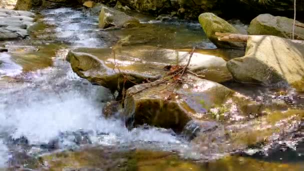 Cascade Waterval Dennentak Zwaait Stroming Van Het Water Waterstroom — Stockvideo