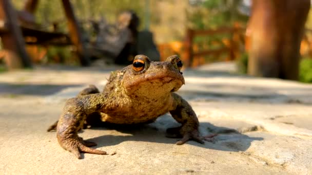 太陽の下で大きなカエルの背中 爬虫類のクローズアップ肖像画 — ストック動画