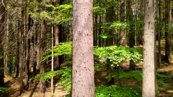Spruce Forest Wind Sways Green Leaves Branch Tree Lit Sun — Stock Video